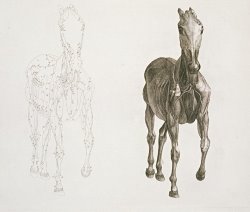 George Stubbs Tab Viii From The Anatomy Of The Horse painting