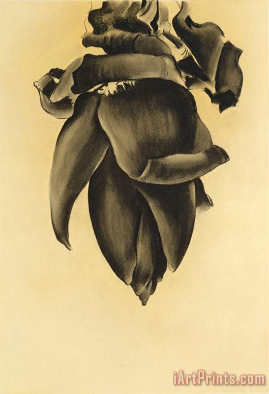 Banana Flower No. Ii, 1934 painting - Georgia O'keeffe Banana Flower No. Ii, 1934 Art Print