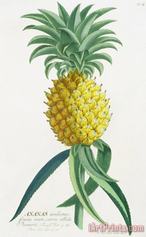 Pineapple Engraved By Johann Jakob Haid painting - German School Pineapple Engraved By Johann Jakob Haid Art Print