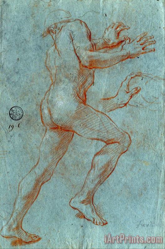 Study of a Male Nude painting - Giovanni Antonio Grecolini Study of a Male Nude Art Print