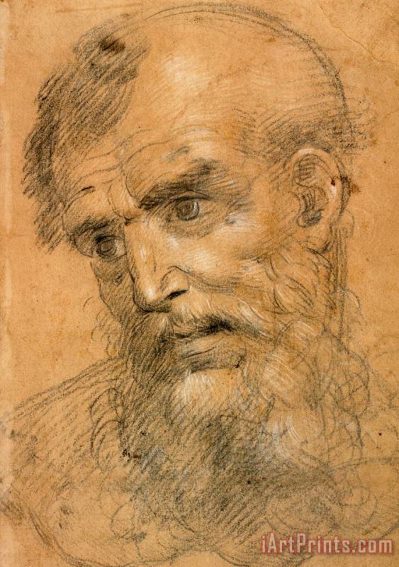 Head of a Bearded Man (recto); Study for a Sacra Conversazione (verso) painting - Giovanni Antonio Sogliani Head of a Bearded Man (recto); Study for a Sacra Conversazione (verso) Art Print