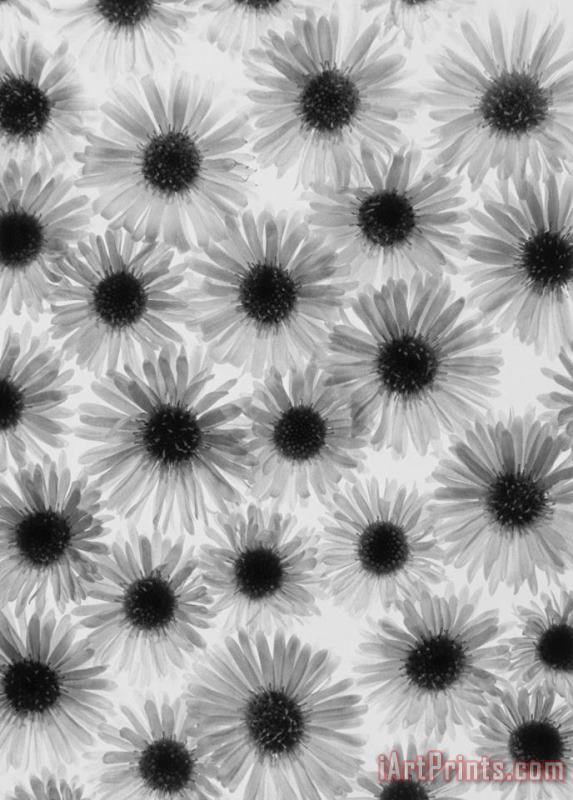 Graeme Harris Chrysanthemum Flowers Art Print