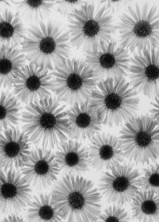 Graeme Harris Chrysanthemum Flowers