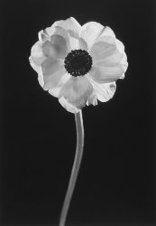 Graeme Harris Flower