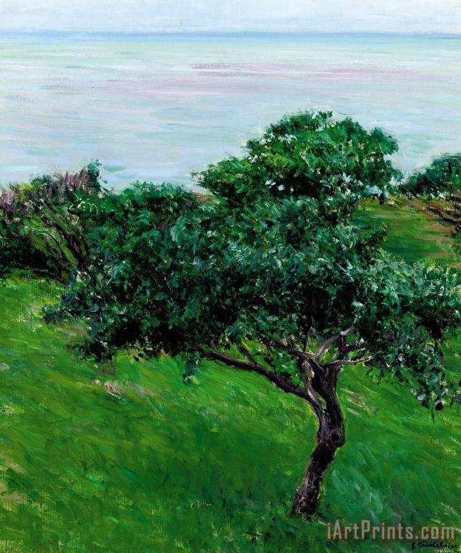 Apple Trees By The Sea Trouville painting - Gustave Caillebotte Apple Trees By The Sea Trouville Art Print