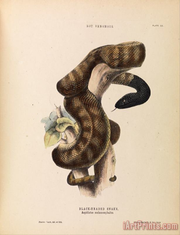 Harriet Scott Black Headed Snake, Aspidiotes Melanocephalus Art Print
