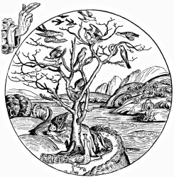 Hartmann Shedel Fifth Day Of Creation Wood Engraving