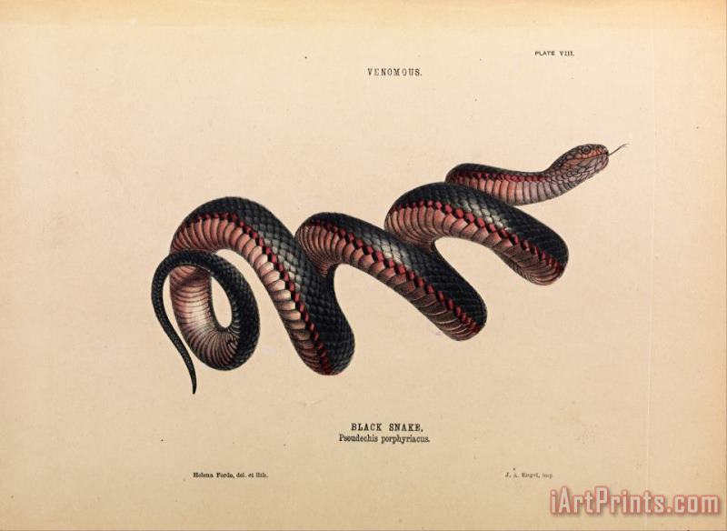 Helena Forde Black Snake, Pseudechis Porphyriacus Art Print