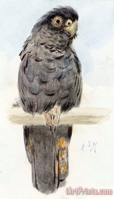 A Black Cockatoo painting - Henry Stacey Marks A Black Cockatoo Art Print