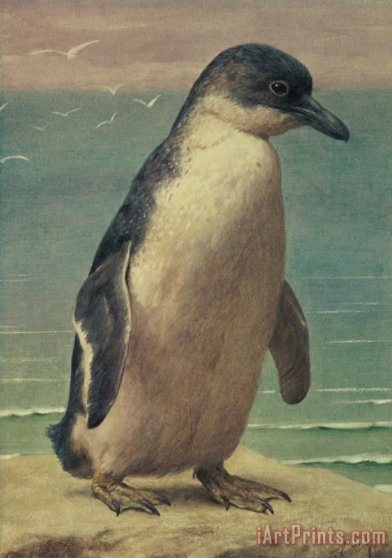 Henry Stacey Marks Study of a Penguin Art Print