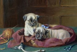  Horatio Henry Couldery Pug Puppies in a Basket