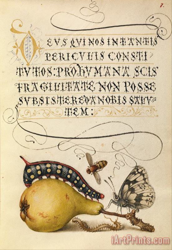 Hungarian Fly, Caterpillar, Pear, And Centipede Art Print