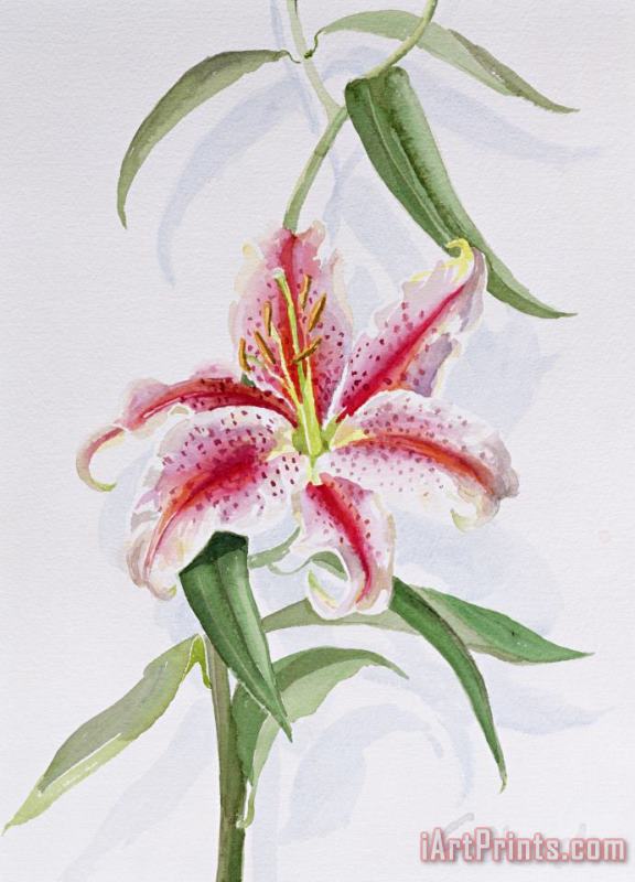 Izabella Godlewska de Aranda Lily Art Print