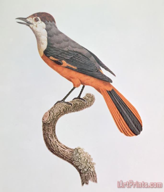 Orange Jay painting - Jacques Barraband Orange Jay Art Print