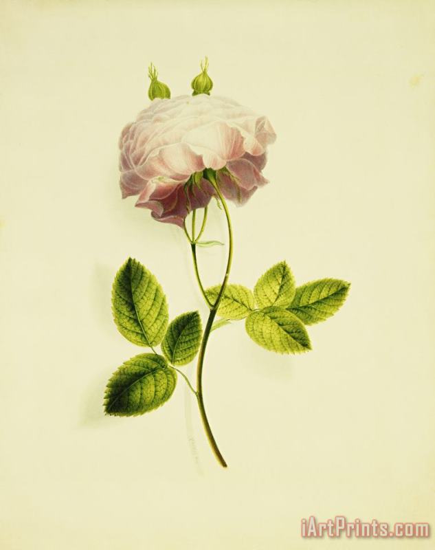 James Holland A Pink Rose Art Print