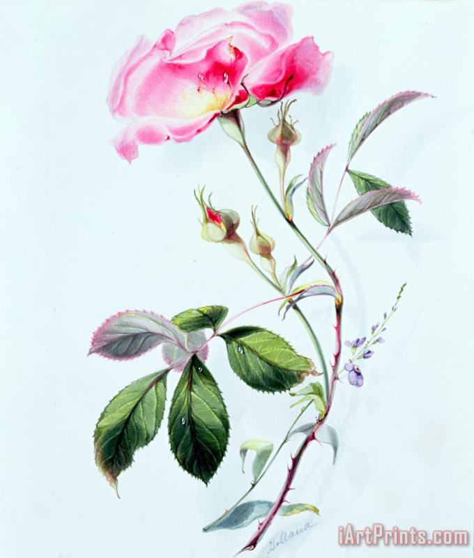 James Holland A Rose Art Print
