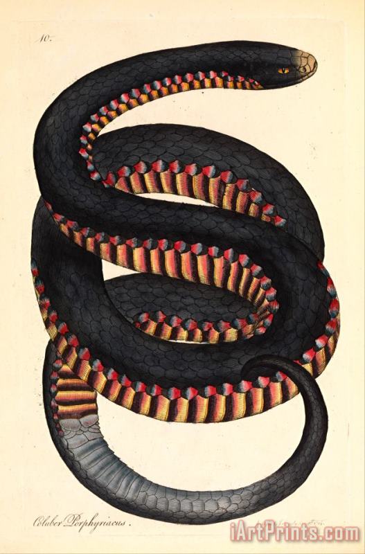 James Sowerby Crimson Sided Snake, Coluber Porphyriacus Art Painting