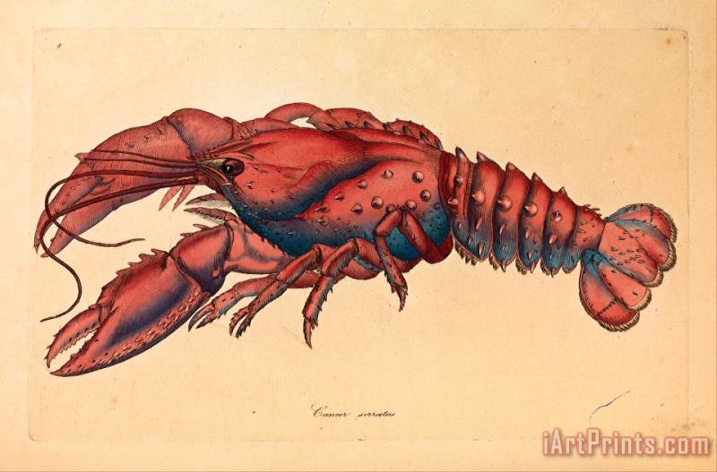 Serrated Lobster, Cancer Serratus painting - James Sowerby Serrated Lobster, Cancer Serratus Art Print