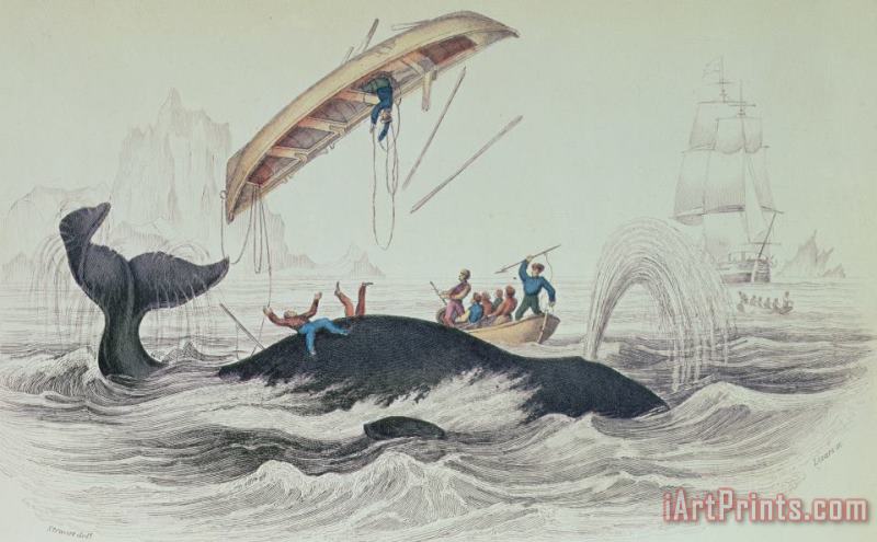 James Stewart Greenland Whale Book Illustration Engraved By William Home Lizars Art Print
