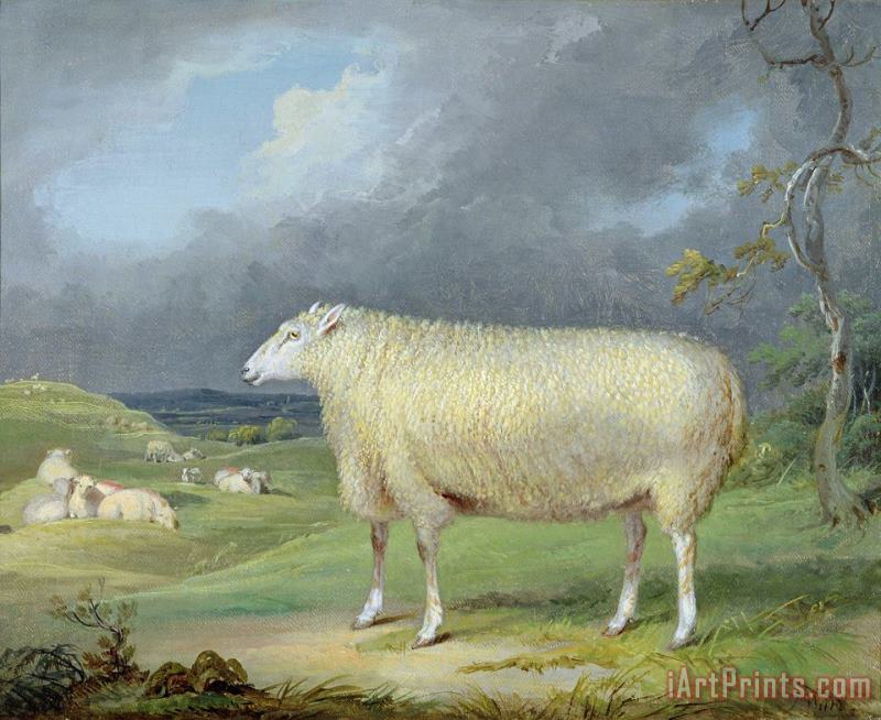 A Border Leicester Ewe painting - James Ward A Border Leicester Ewe Art Print