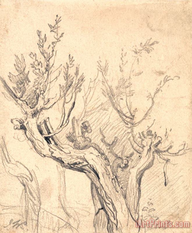 A Gnarled Tree painting - James Ward A Gnarled Tree Art Print