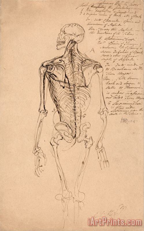 James Ward Drawing of a Man's Skeleton Art Painting