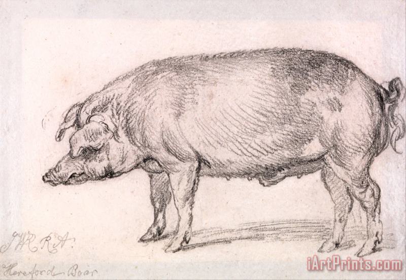 Hereford Boar painting - James Ward Hereford Boar Art Print