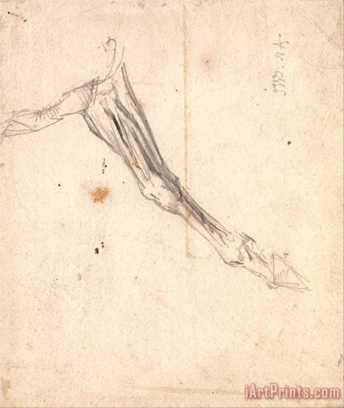 Horse's Foreleg Possibly a Study for 