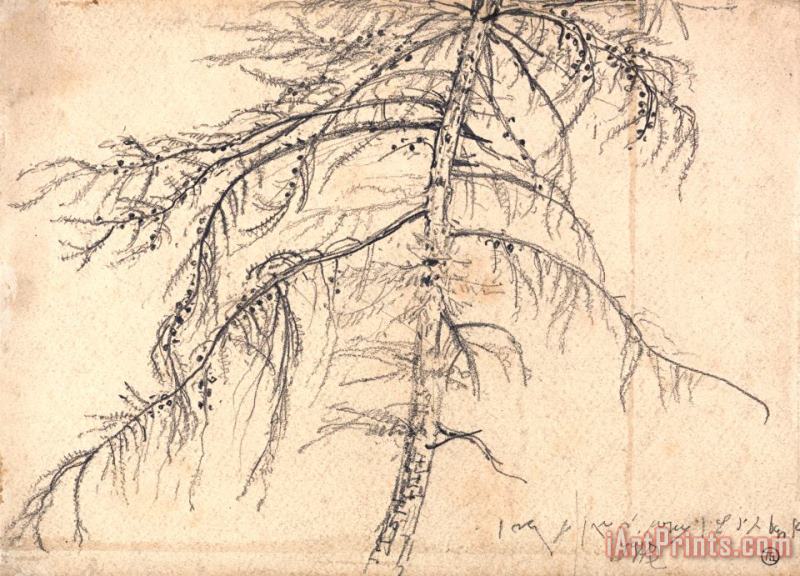 Larch Tree painting - James Ward Larch Tree Art Print