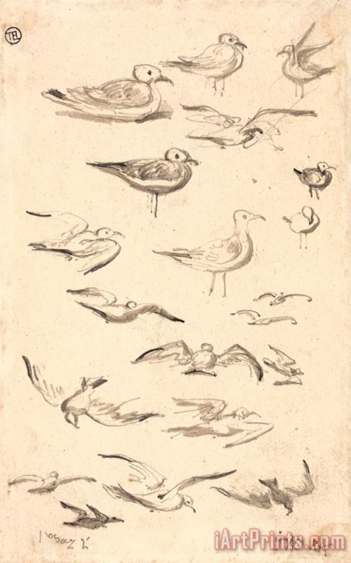 James Ward Studies of Gulls Art Print
