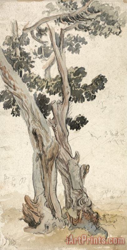 Study of a Tree painting - James Ward Study of a Tree Art Print