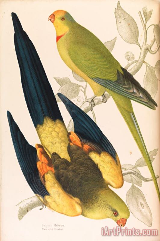 James Whitley Sayer Black Tailed Parrakeet, Polytelis Melanura And Green Leek Parakeet, Polytelis Barranandi Art Painting