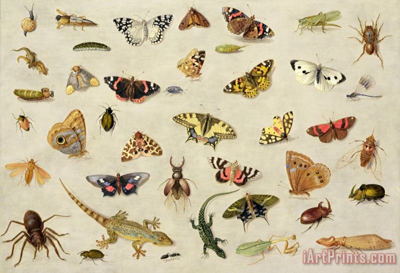 Jan Van Kessel A Study Of Insects Art Print