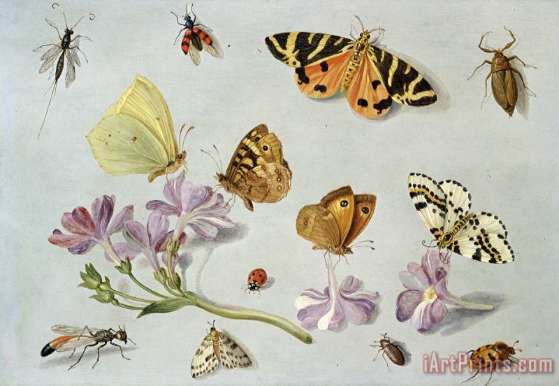 Butterflies painting - Jan Van Kessel Butterflies Art Print