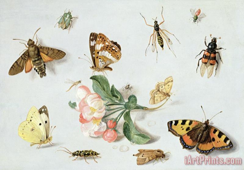 Jan Van Kessel Butterflies Moths And Other Insects With A Sprig Of Apple Blossom Art Painting