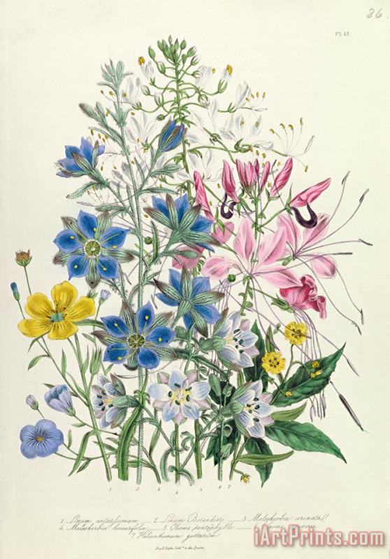 Cornflower painting - Jane Loudon Cornflower Art Print