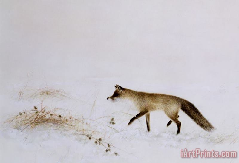 Fox in Snow painting - Jane Neville Fox in Snow Art Print