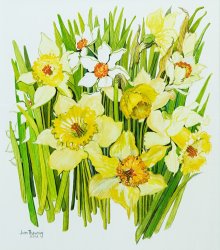 Joan Thewsey Daffodils And Narcissus