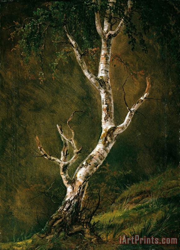 Johan Christian Dahl Study of a Birch Tree Art Painting
