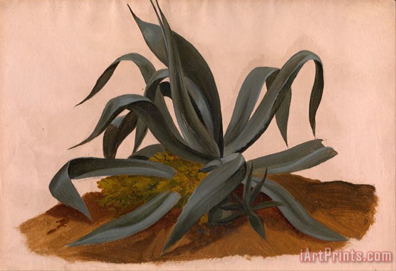 Johan Christian Dahl Study of an Agave Art Painting