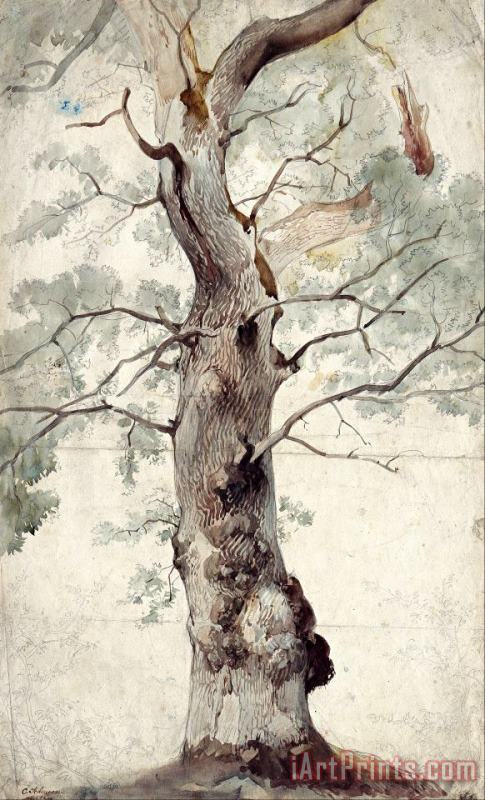Study of a Tree painting - Johann Caspar Nepomuk Scheuren Study of a Tree Art Print