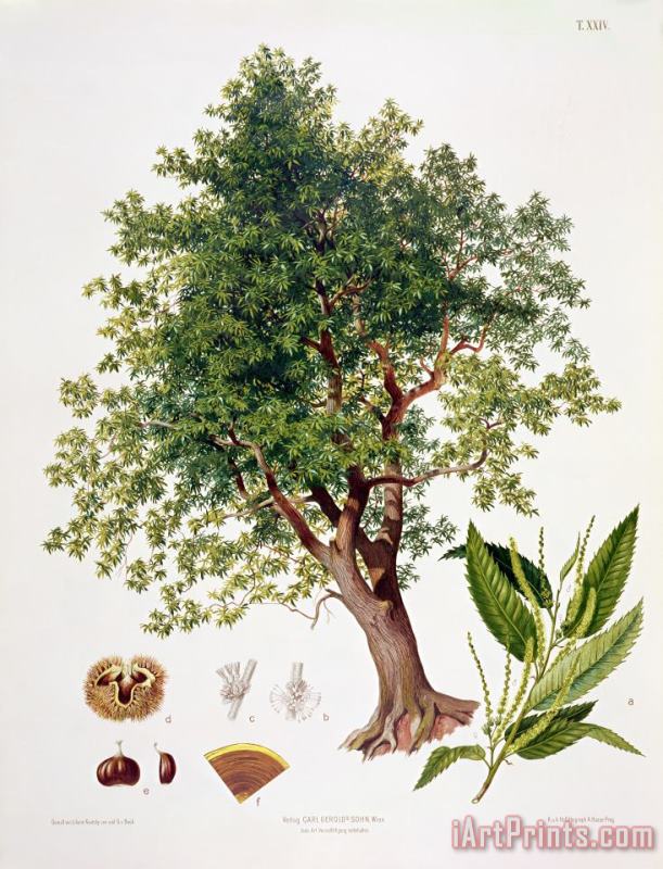 Sweet Chestnut painting - Johann Kautsky Sweet Chestnut Art Print