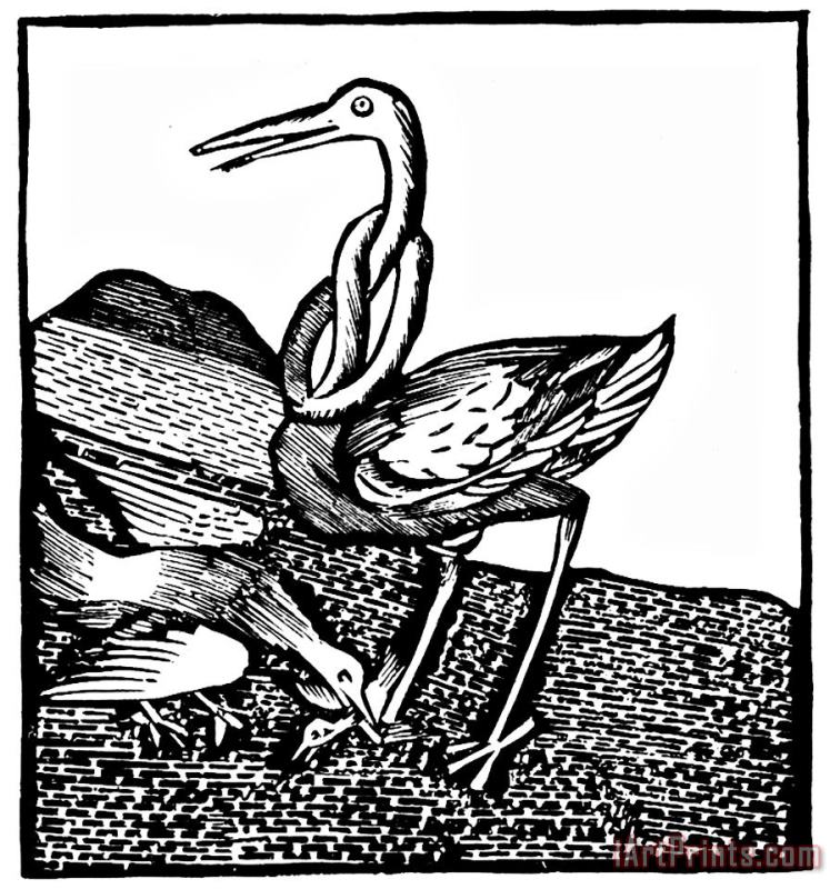 Johannes de Cuba Stork Wood Engraving Art Painting