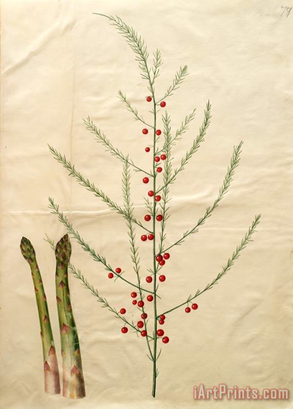 Asparagus Officinalis painting - Johannes Simon Holtzbecher Asparagus Officinalis Art Print