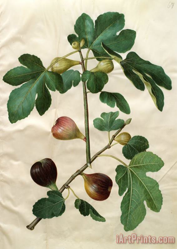 Ficus Carica painting - Johannes Simon Holtzbecher Ficus Carica Art Print