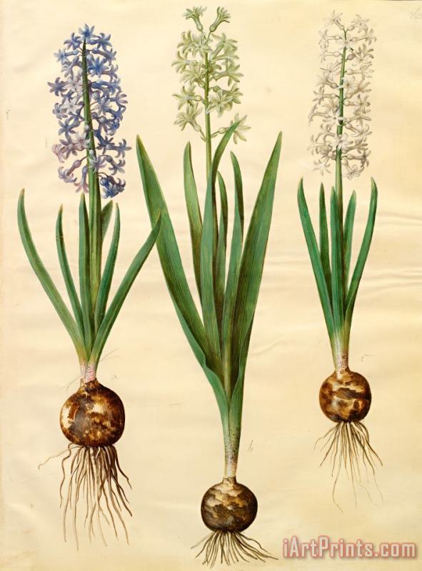 Hyacinthoides Orientalis Simp Et Pl painting - Johannes Simon Holtzbecher Hyacinthoides Orientalis Simp Et Pl Art Print