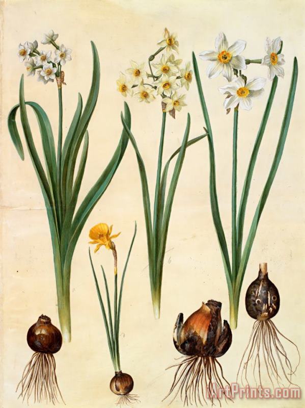 Narcissus Tazetta; Narcissus Orientalis; Corbularia Bulbocodium painting - Johannes Simon Holtzbecher Narcissus Tazetta; Narcissus Orientalis; Corbularia Bulbocodium Art Print
