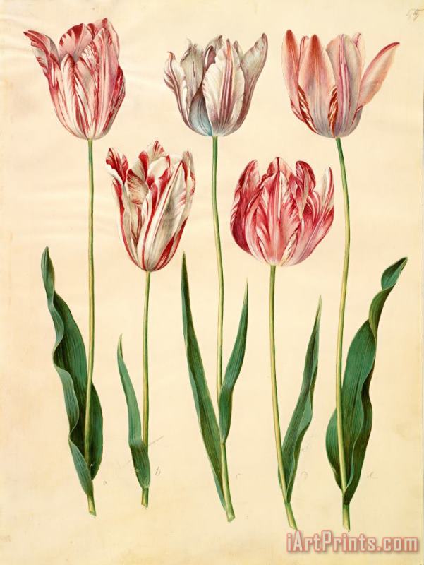 Johannes Simon Holtzbecher Tulipa Gesneriana Art Painting