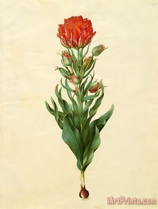 Tulipa Gesneriana 2 painting - Johannes Simon Holtzbecher Tulipa Gesneriana 2 Art Print