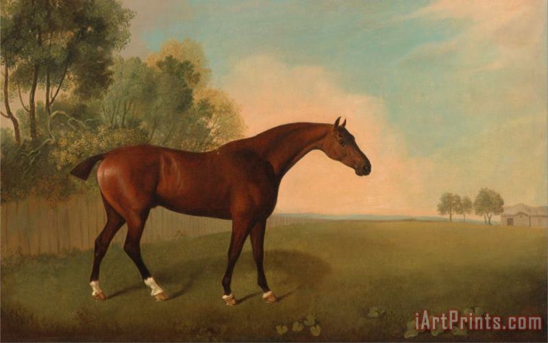 A Bay Horse in a Field painting - John Boultbee A Bay Horse in a Field Art Print